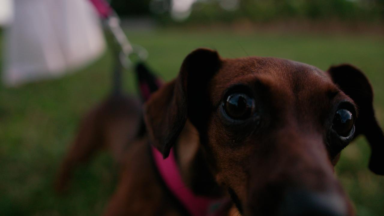 O cachorro do casal olhando para a câmera